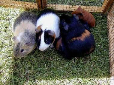 Guineapigs01.jpg