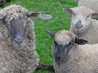 bell2lambs2.jpg