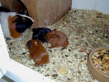 guineapigs02.jpg