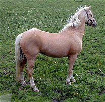 horse03.jpg