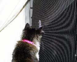 Mia at the Geckos
