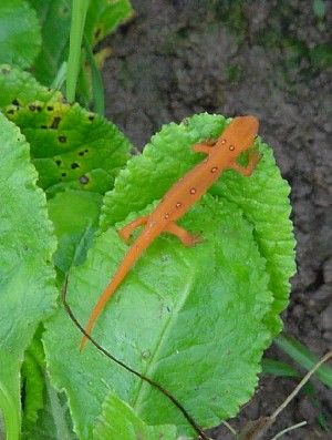 lizard