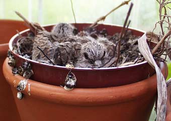 potted dove chicks