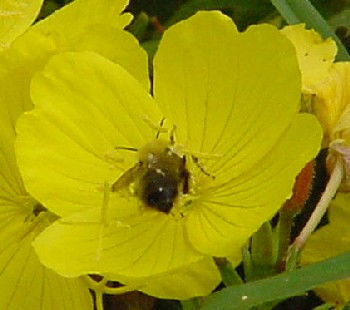 bee