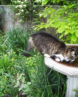 cat bath