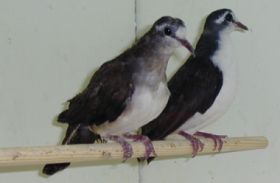 tamborinedoves01.jpg