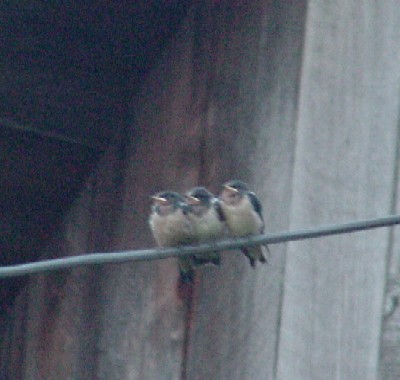 barn swallows