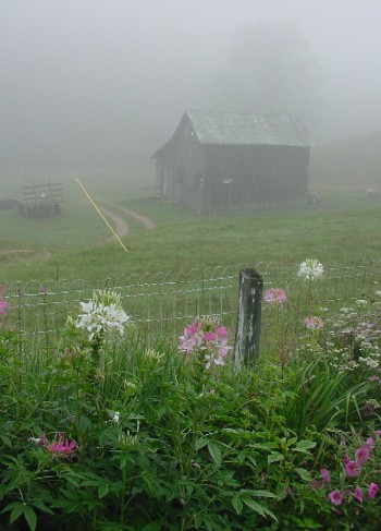 fog