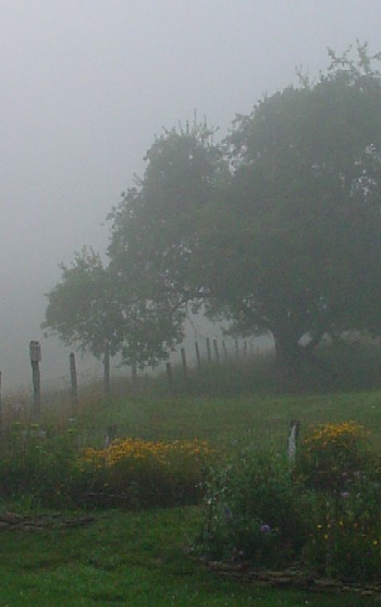 orchard fog