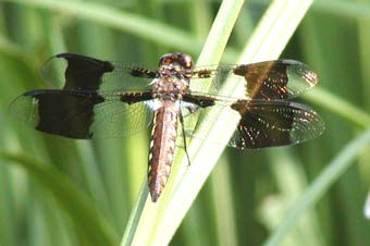dragonfly