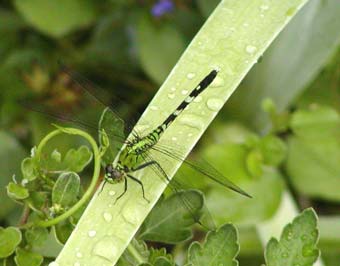 blk grn dragonfly