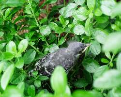 Baby Mockingbird