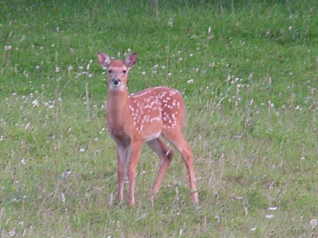 fawn