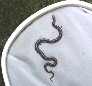 netted snake