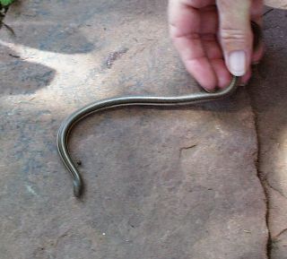 snake release