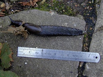 6 Inch Slug01.jpg