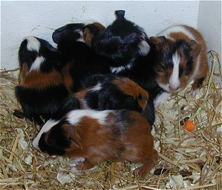 7 little pigs01.jpg