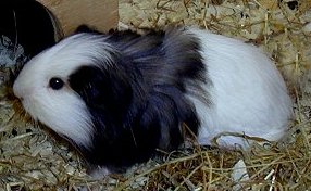 Long haired pig01.jpg