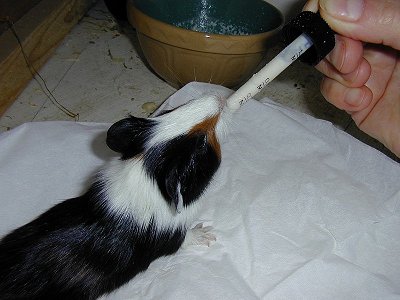 little pig01.jpg