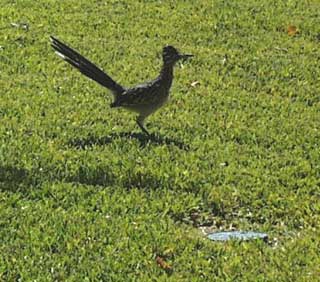 roadrunner