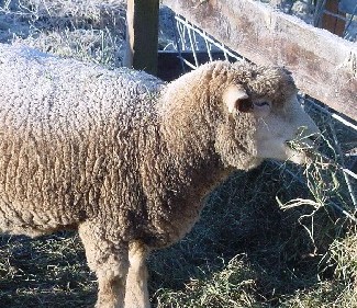 frostysheep