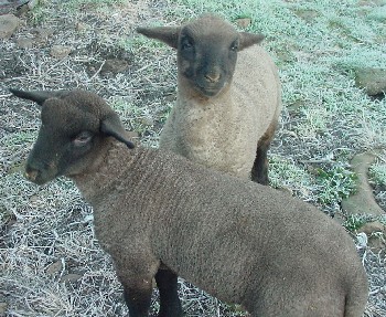 lambs
