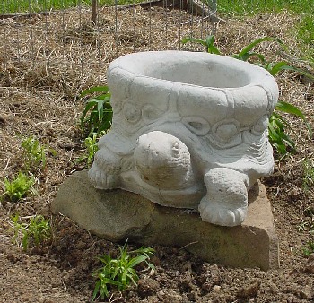 turtle