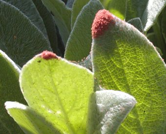 lamb's ear mites