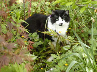 Moggy crabapple