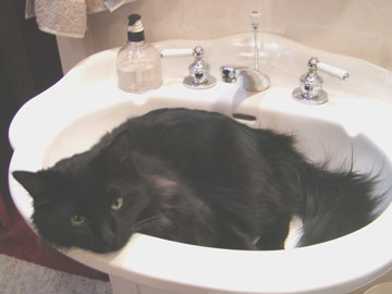 Cat n Sync