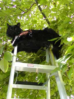 noble ladder