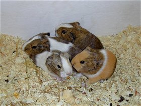 Little_Pigs03.jpg