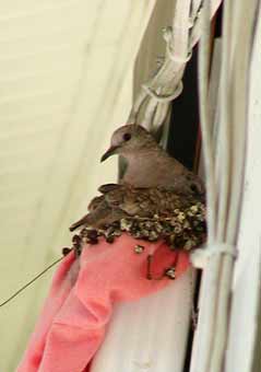 gutter dove