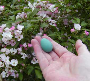 robin egg