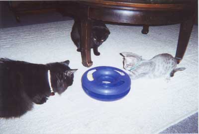 3cats & blue thing