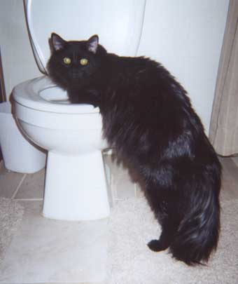Nobel on the loo