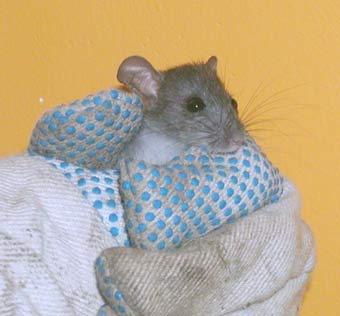 mm indoors