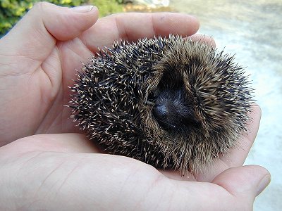 Tiny Hedgehog