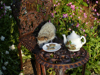 HH teatime
