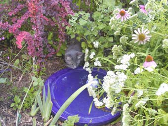 moggy bath