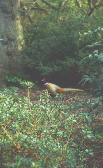 pheasant