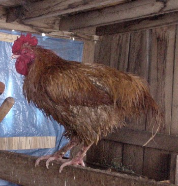 roosterfight