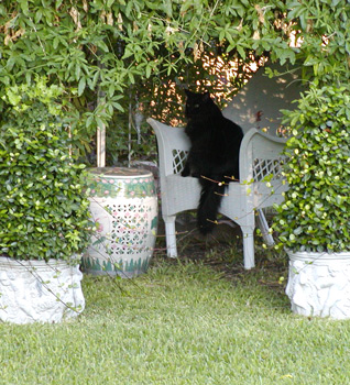 zippy gazebo