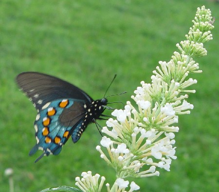 butterfly on white bloom