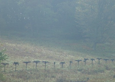 buzzards