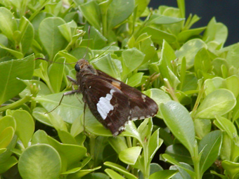 skipper