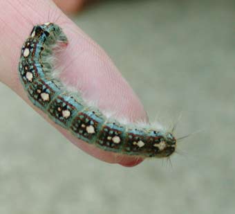 caterpillar