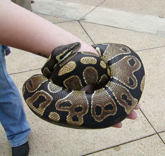pet snake
