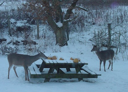picnic