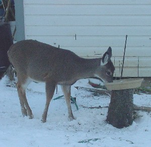 birdfeeder